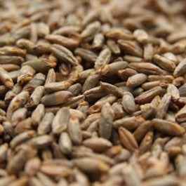 Malted Rye