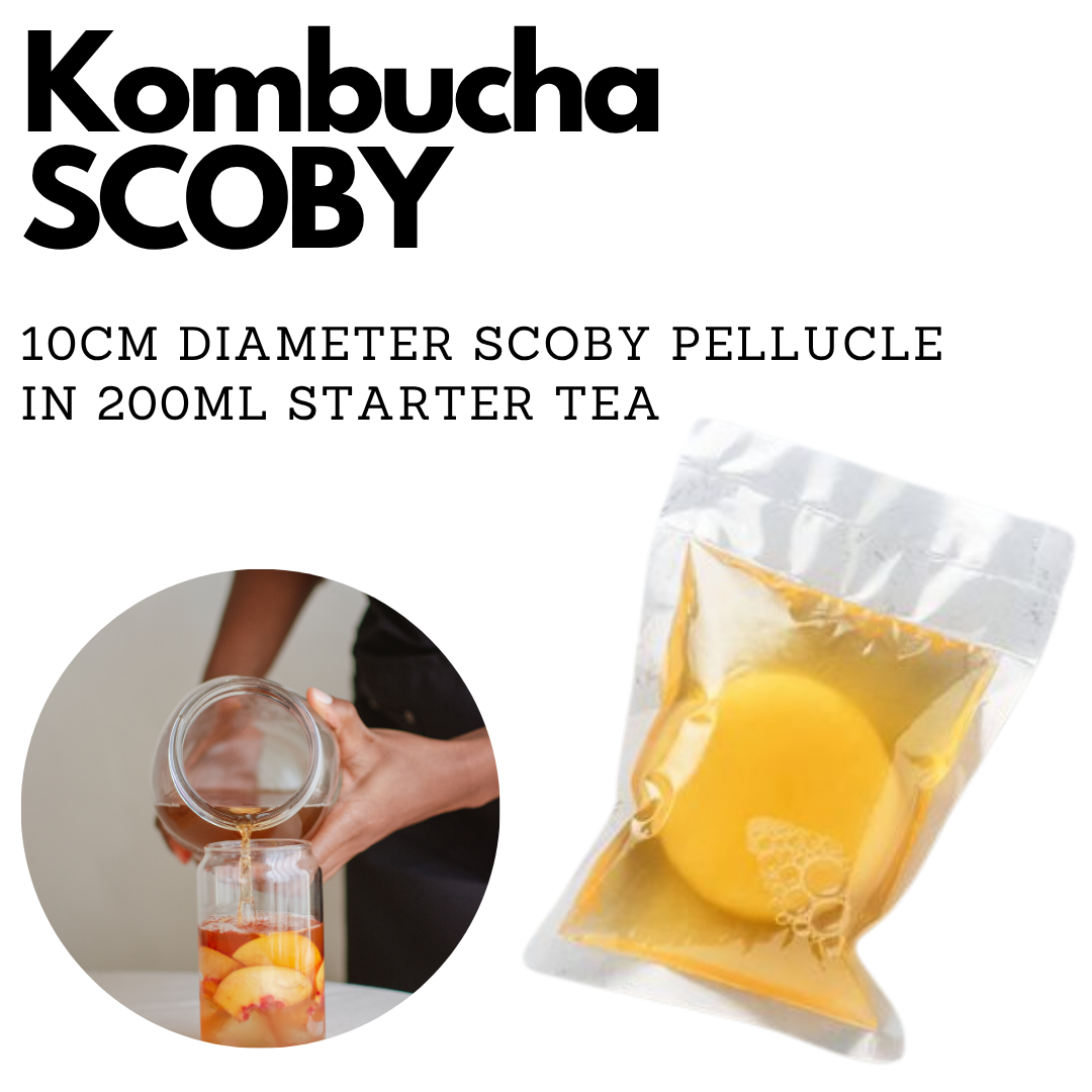 Kombucha SCOBY